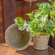 Zaer Ltd. International Set of 2 Tuscan Style Round Ceramic Flower Pots (available in 3 colors) ZR447601 View 4